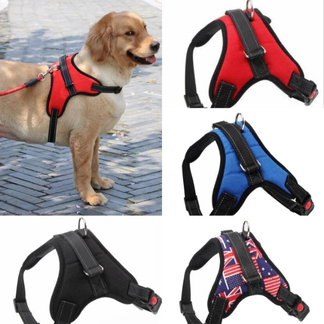 רתמה עם צבעים ומידות שונים